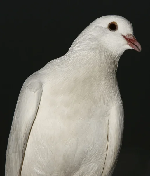 Biały gołąb 3 — Zdjęcie stockowe