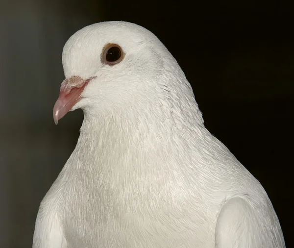 Белый голубь 5 — стоковое фото