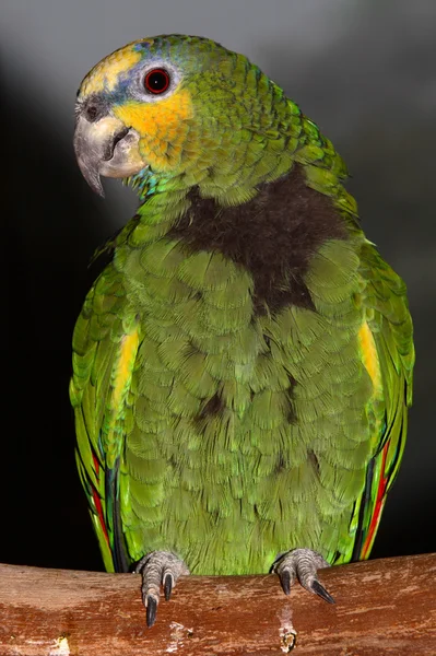 Papuga w zoo — Zdjęcie stockowe