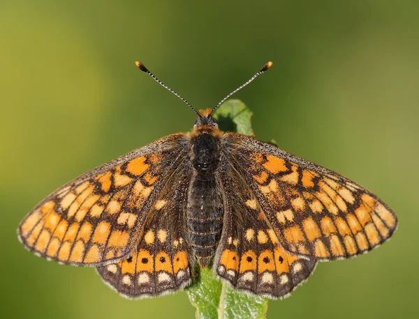 Euphydryas aurinia on green background Stock Picture