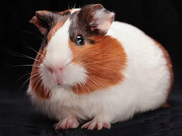 stock image Guinea pig on black