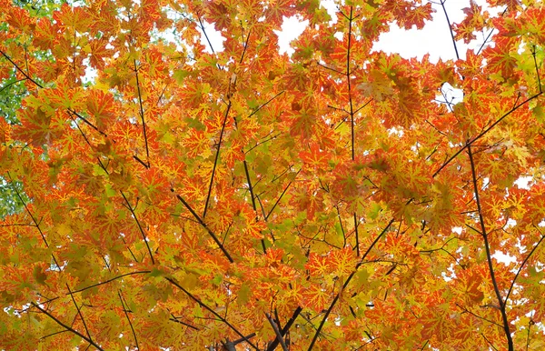 Arce de otoño — Foto de Stock