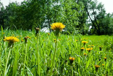 Sarı dandelions