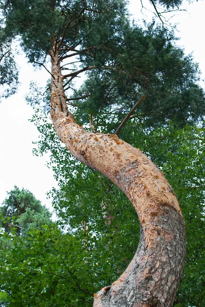 Curved trunk — Stock Photo, Image