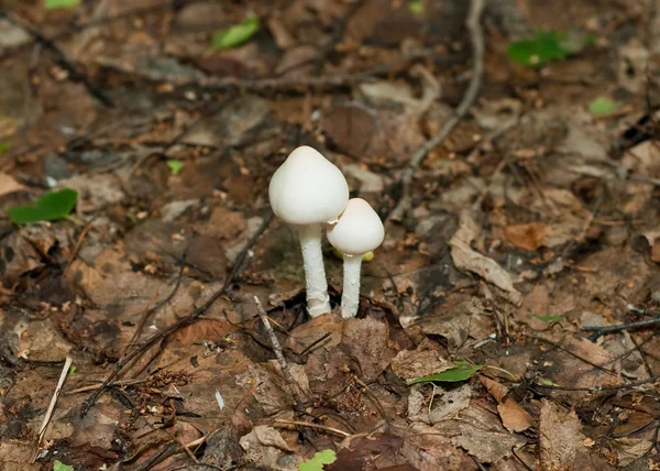 Dois cogumelos brancos — Fotografia de Stock