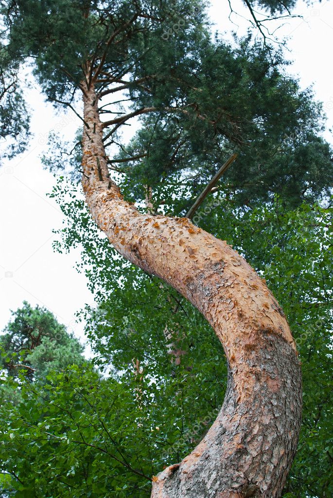 Curved trunk