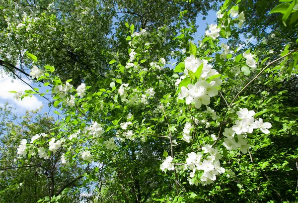 stock image White flowers and green leafs of the wild apple tree