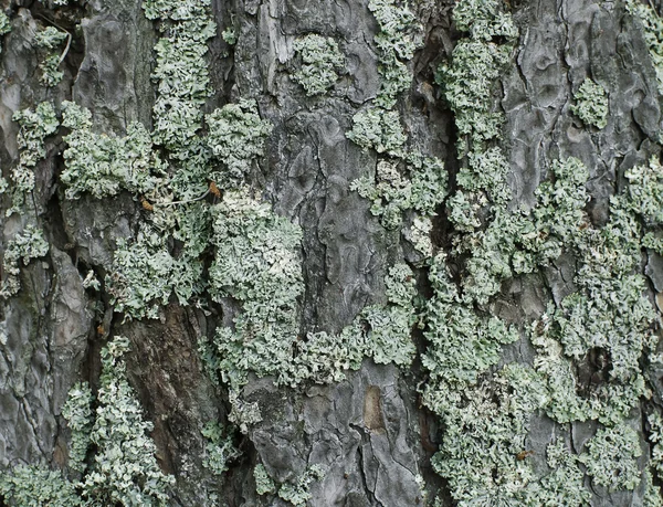 森の針葉樹の木の緑の菌類 — ストック写真