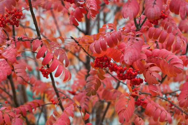 Mogna Röda Ashberry Efter Regn Bladen Bakgrunden — Stockfoto