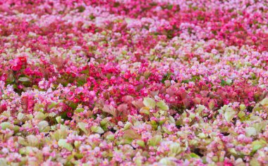 güneşli bir renkli çiçeklerle flowerbed