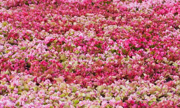 stock image Colorful flowers