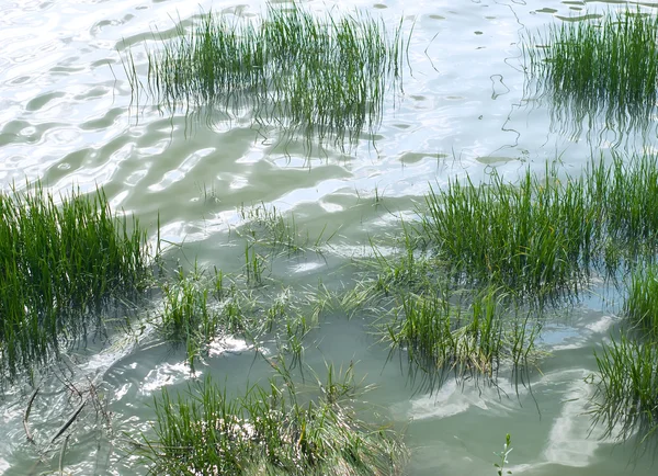 Grass in water — Stock Photo, Image