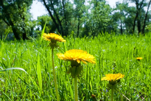 Stock image Three yellow dandelion in the weed green grass