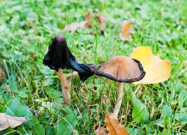 çim ve sarı yapraklar arasında kararmış mantarı