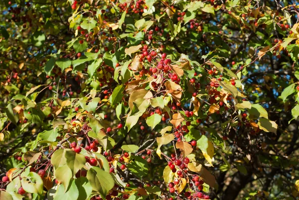 stock image Wild apple tree with fruits and color leaves in autumn