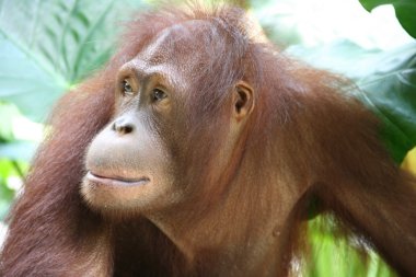 orangutan