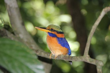 Kingfisher
