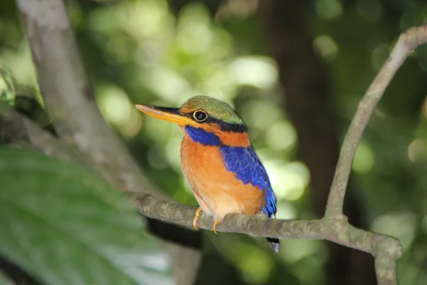 stock image Kingfisher