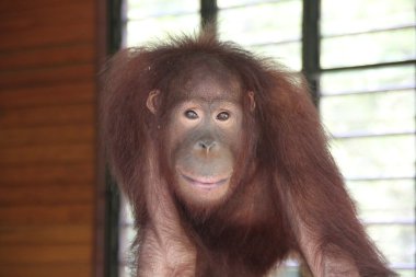 Cam kenarında Orang utan