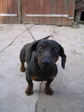 Doğurmak dachshund köpek