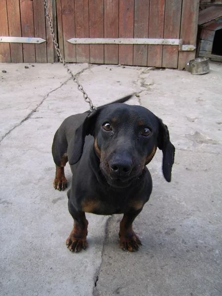 Dog of breed dachshund — Stock Photo, Image