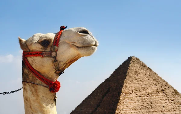 Camel met een piramide in achtergrond — Stockfoto