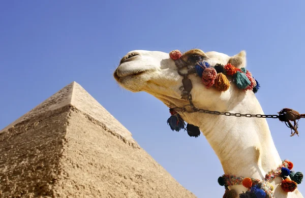 Camello con una pirámide en el fondo —  Fotos de Stock