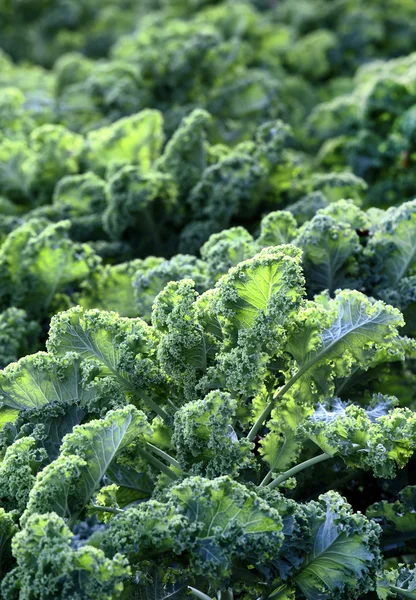 stock image Vegetable Garden