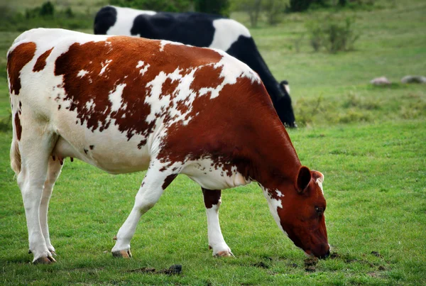 Коровы в летнее время — стоковое фото