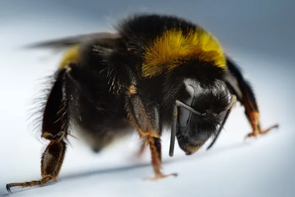 stock image Bumblebee