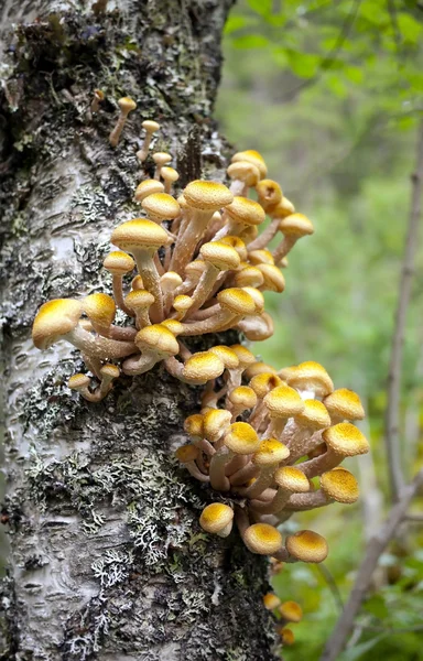 Mushroom growing on a tree — Stock Photo, Image