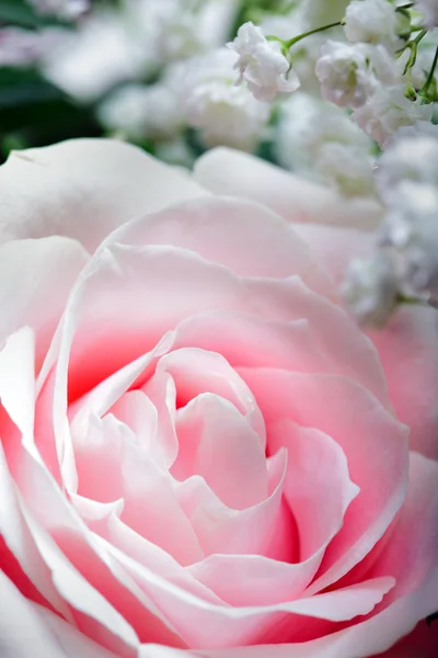 Rose rose, gros plan — Photo