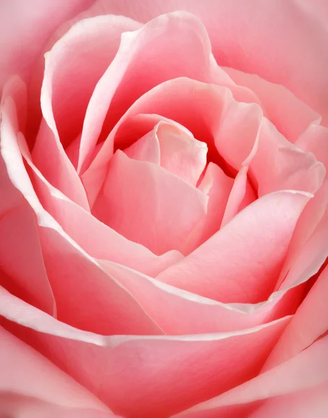 Różowa róża, z bliska — Zdjęcie stockowe