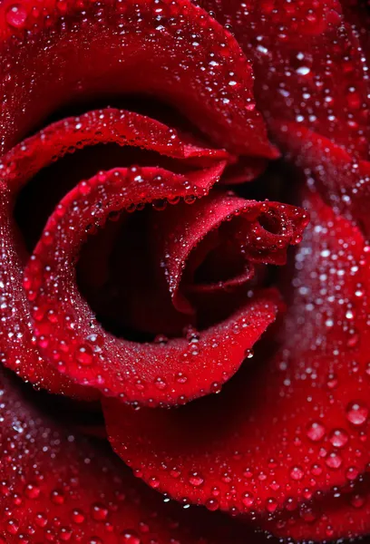 Růže Rosa kapky — Stock fotografie