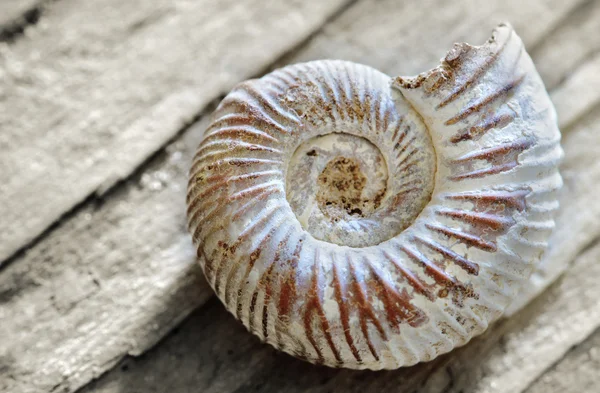 Stock image Shell on wood