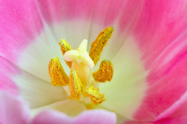 Tulpe — Stockfoto