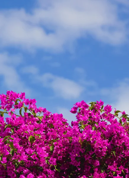 stock image Pink flower bush in Santorini, Greece.