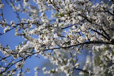 Blossom ağaç