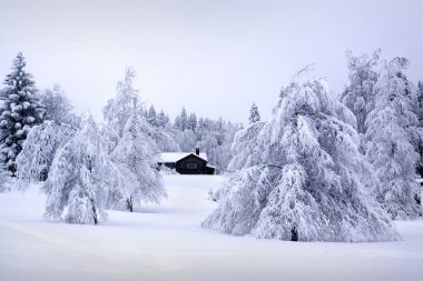 İsveçli kış