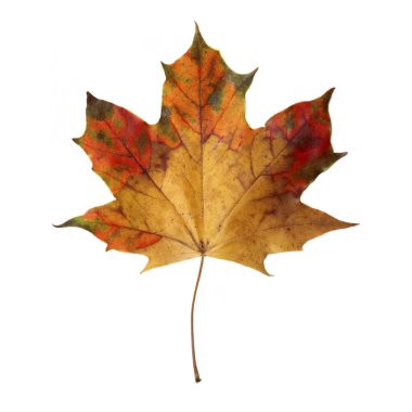 Maple Leaf clipart