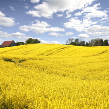 Yellow field with oil seed rape in early spring clipart