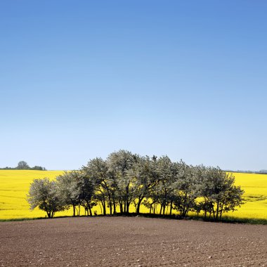 Sarı tarla ve yağ tohumu tecavüzü ilkbaharın başlarında