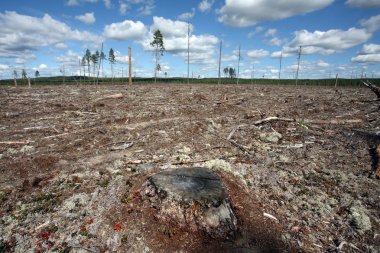 Destruction Forest Felling of natural forest, north Sweden clipart