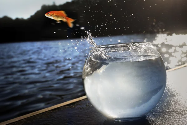 물 밖으로 뛰어오르는 금붕어 — 스톡 사진