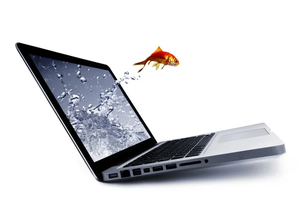 Goldfish jump out of the monitor — Stock Photo, Image