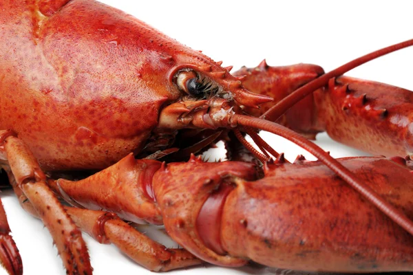 白色背景的红龙虾 — 图库照片
