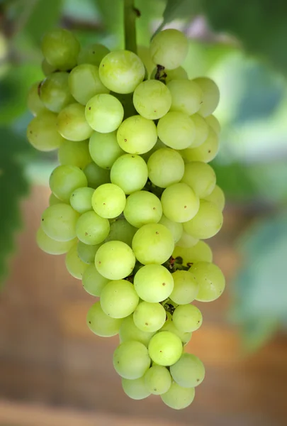 Close up view of hanging grapes — Stock Photo, Image