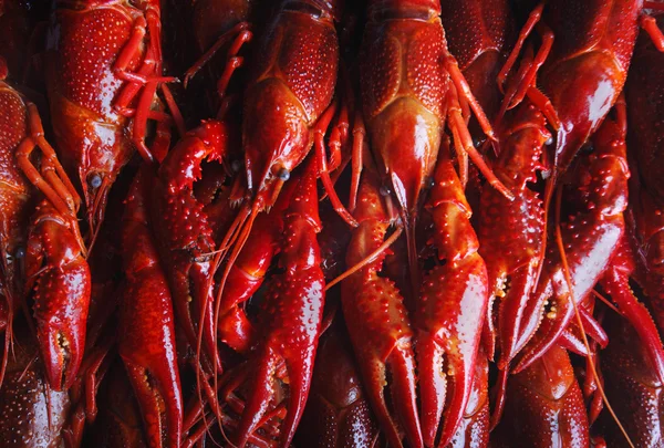 红螯虾 — 图库照片