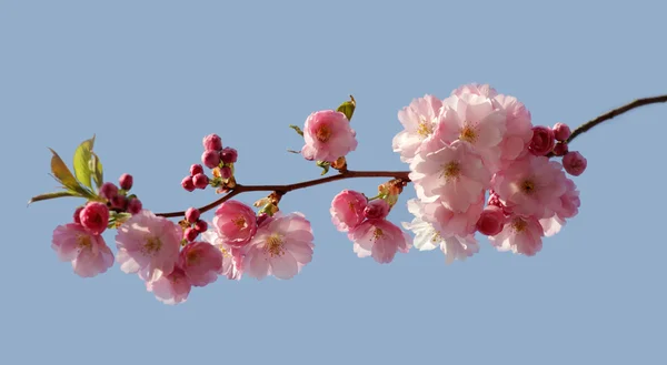 Třešeň blommon — Stock fotografie