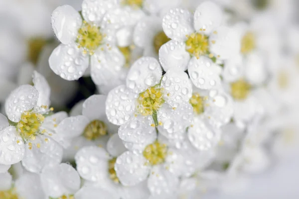 꽃 근접 촬영 — 스톡 사진